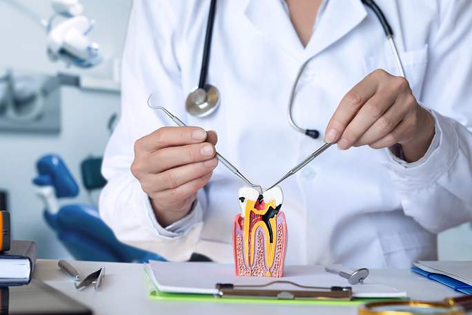 Dentist in a white coat demonstrating tooth anatomy using a dental model and tools.